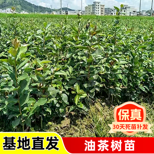 广西正宗软枝油茶树苗嫁接油茶白花油茶树茶籽树油茶实生树苗种植