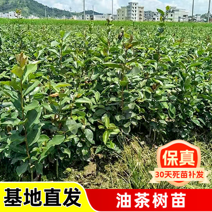 广西正宗软枝油茶树苗嫁接油茶白花油茶树茶籽树油茶实生树苗种植