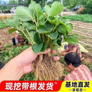 四季草莓苗红颜奶油草莓秧大棚种植草莓盆栽当年结果新苗裸根果苗