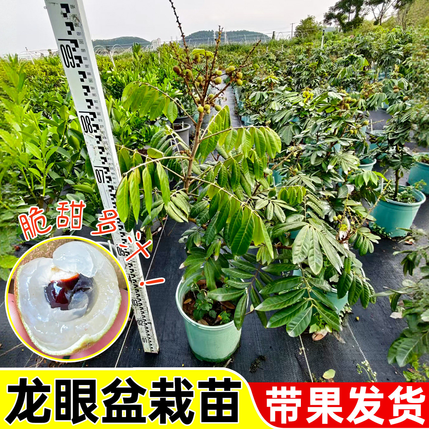 四季龙眼树苖带果发货嫁接盆栽地栽树苗南方四季种植易活当年结果