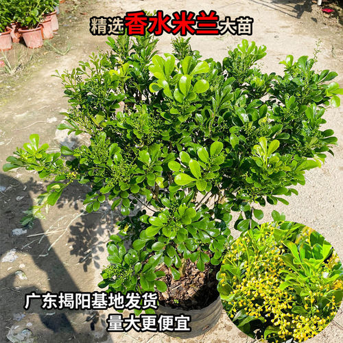 米兰花苗庭院驱蚊虫植物绿植花卉浓香花好养花卉香水米兰多季花卉