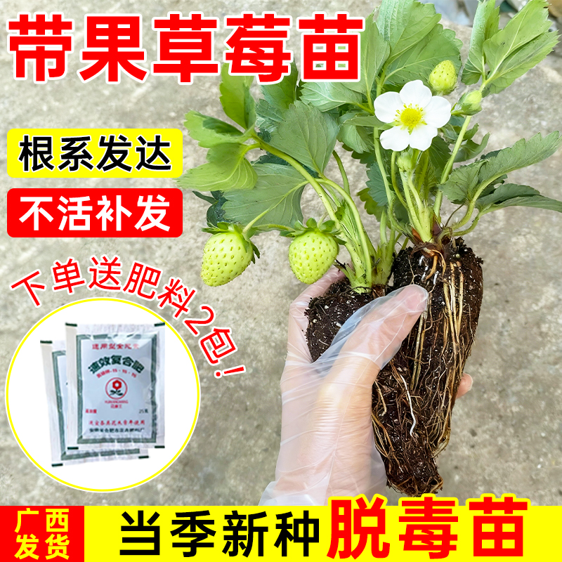 草莓苗奶油红颜草莓大棚种植