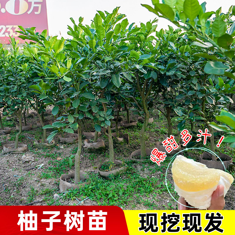 泰国红宝石青柚子树苗带土带叶