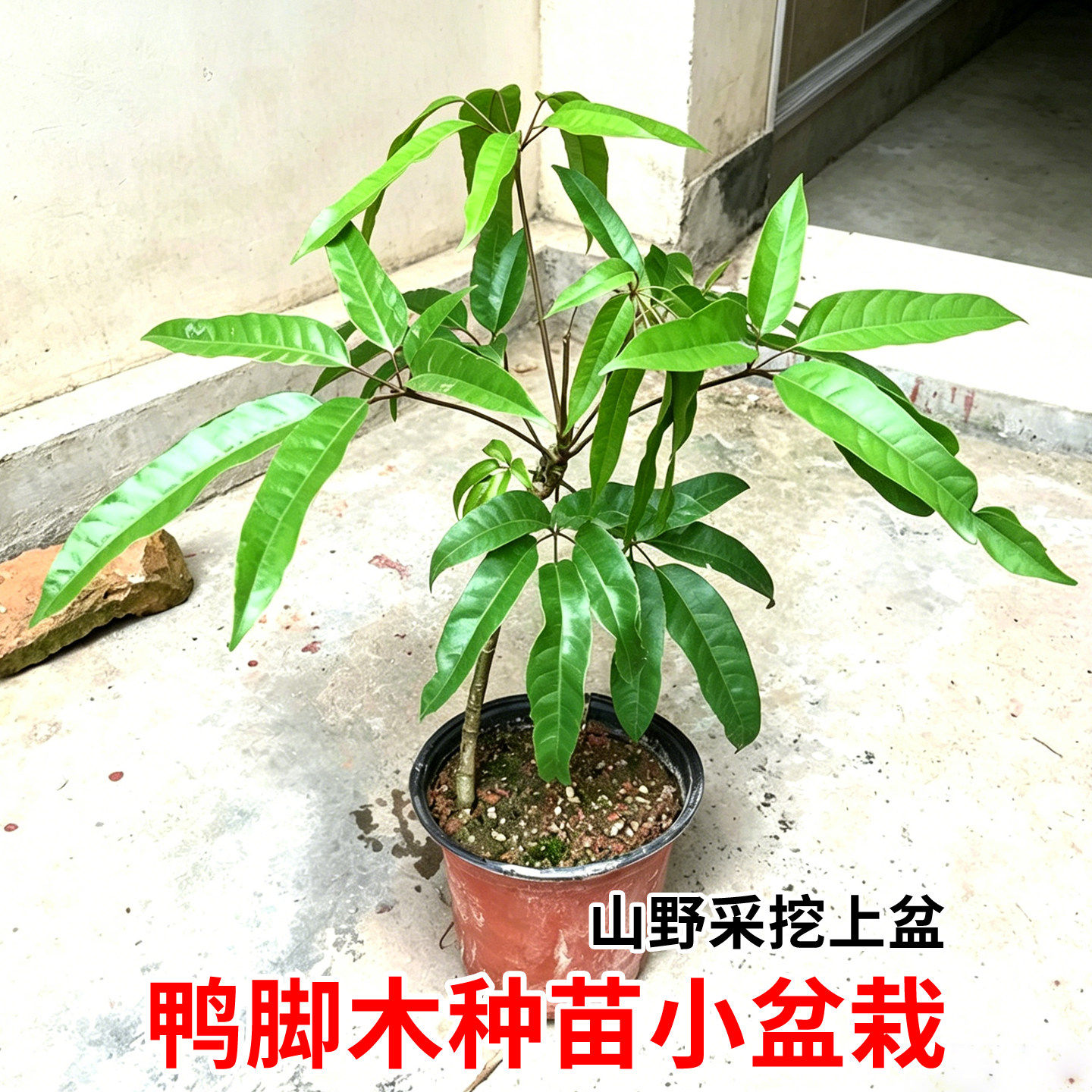 鸭脚木苗单杆药材盆栽盆景绿元宝小植物办公室客厅桌面净化空气