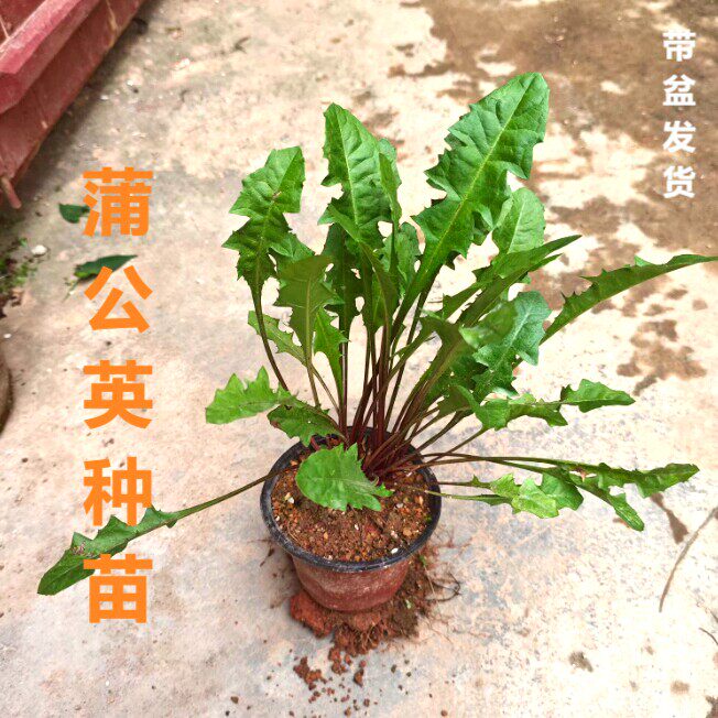 蒲公英苗带根苗子现挖现发苗秧可种植可盆栽四季婆婆丁新鲜蒲公英