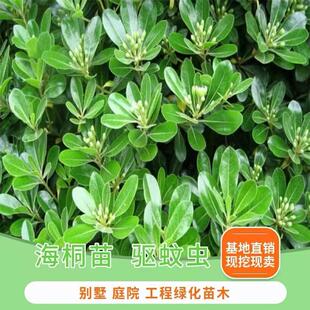 海桐树苗庭院绿化芳香型绿篱工程苗木耐寒篱笆四季常青易活好养
