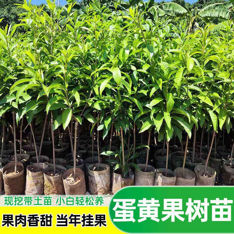 正宗鸡蛋果苗树苗嫁接耀堂仙桃果树当年结果庭院蛋黄果南北方种植
