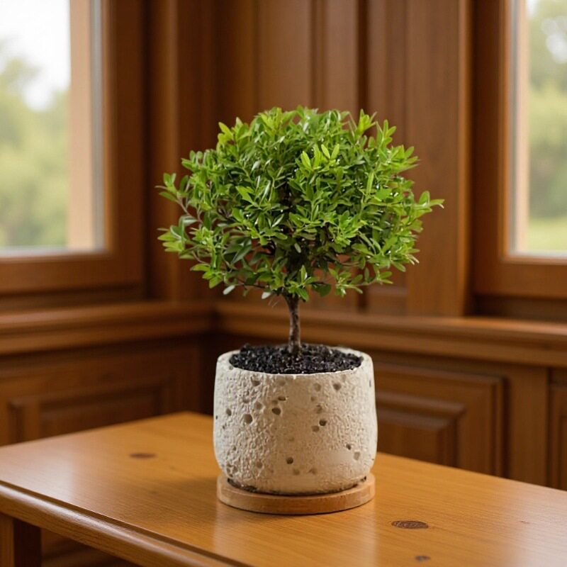 小叶赤楠老桩树苗紫檀微景观办公室四季好养金丝楠木盆栽桌面绿植