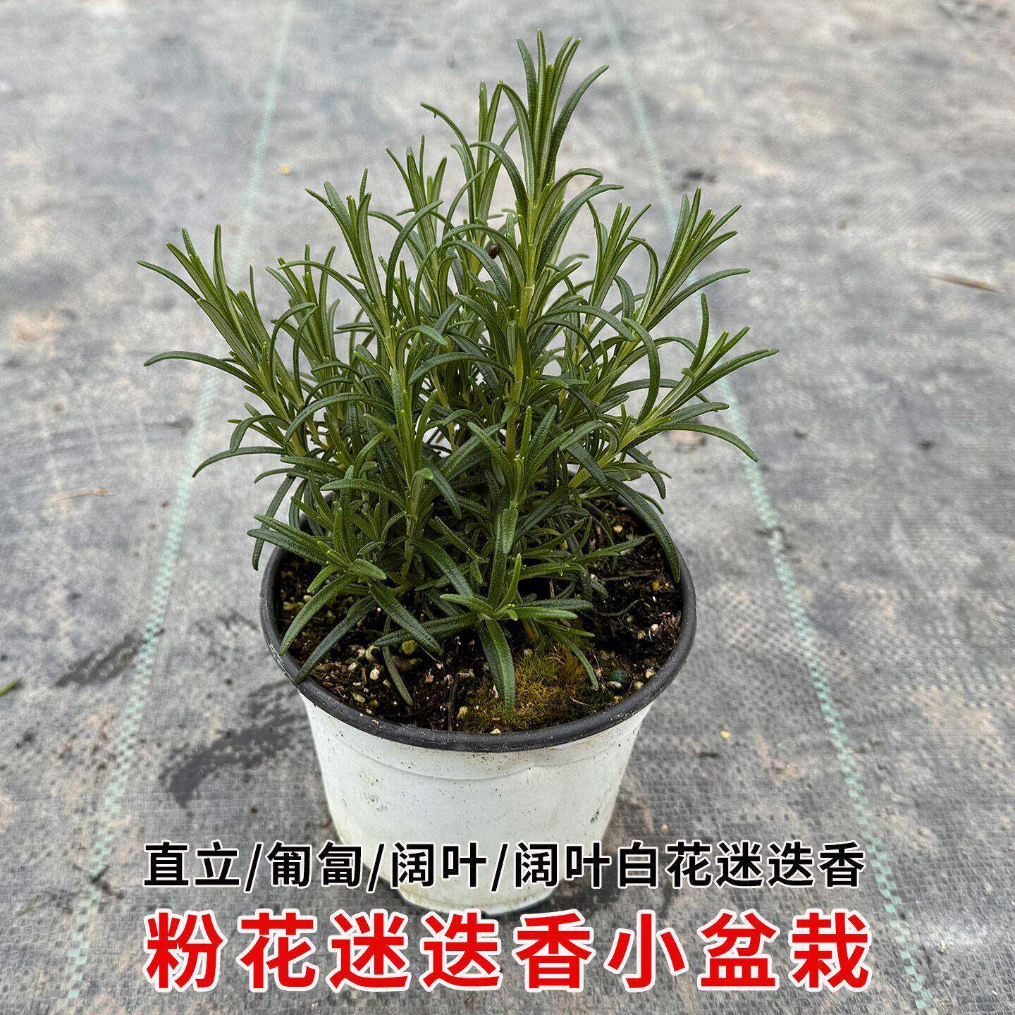 迷迭香盆栽驱蚊提神煎牛排直立迷迭香阔叶白花迷迭香中草药苗绿植