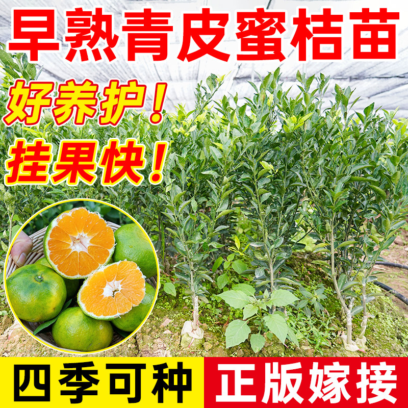 新品种青皮蜜桔苗早熟桔子树苗