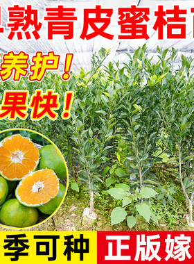 新品种青皮蜜桔苗早熟桔子树苗