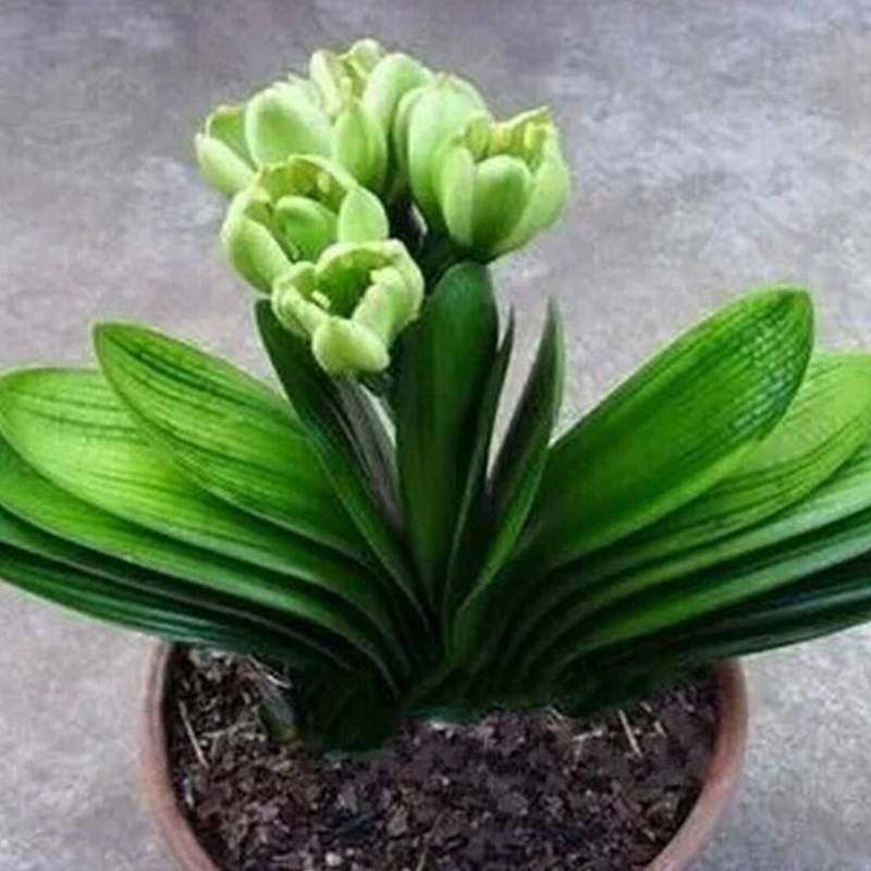 君子兰盆栽带花苞老苗大小苗花卉植物室内花好养圆头和尚长春盆景