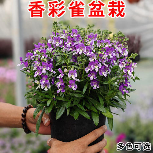 香彩雀盆栽小天使花苗阳台庭院种植多年生花期长花卉植物基地直发