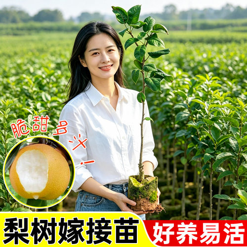 梨树树苗带土带叶果苗