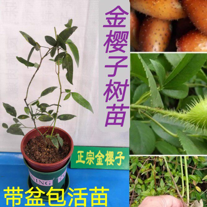 金樱子树苗带刺品种梨有无刺果子中药材种苗可入药泡酒带杯土发货