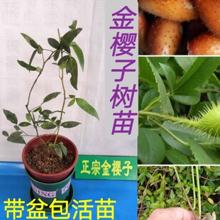 金樱子树苗带刺品种梨有无刺果子中药材种苗可入药泡酒带杯土发货