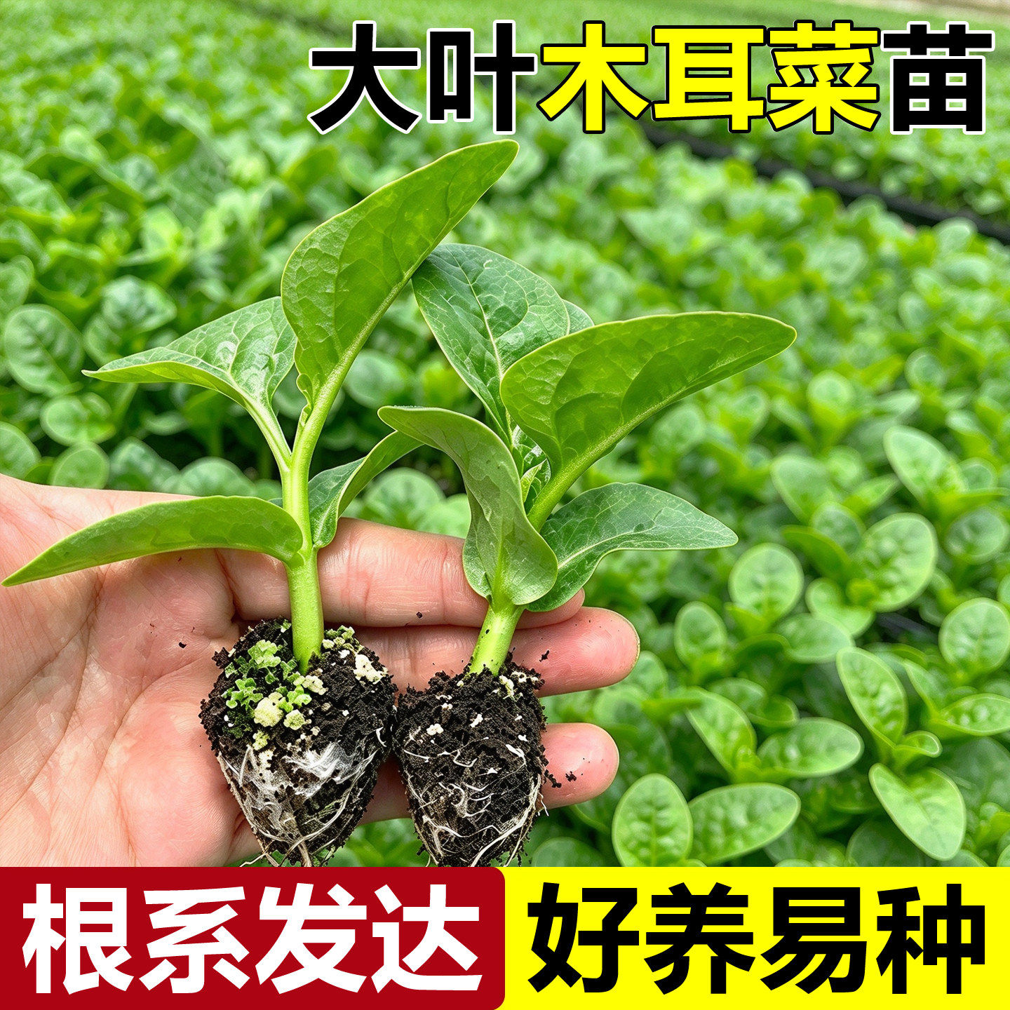 大叶木耳菜苗秧苗带土球四季盆栽阳台庭院可种植豆腐菜爬藤蔬菜苗
