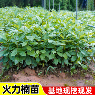 火力楠树苗乐昌含笑苗醉香含笑树苗庭院花树绿化苗木风景树常绿