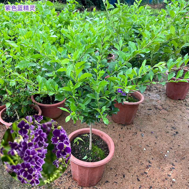 金露花蕾丝四季种植多年生常绿好养植物耐热阳台庭院盆栽地栽绿植