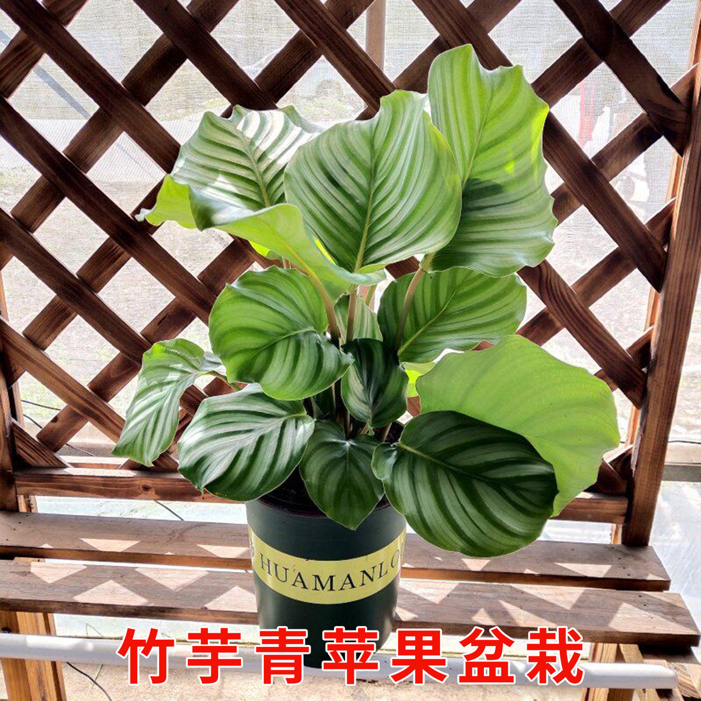 竹芋青苹果观叶盆栽植物庭院阳台种植水培植物多年生净化空气绿植
