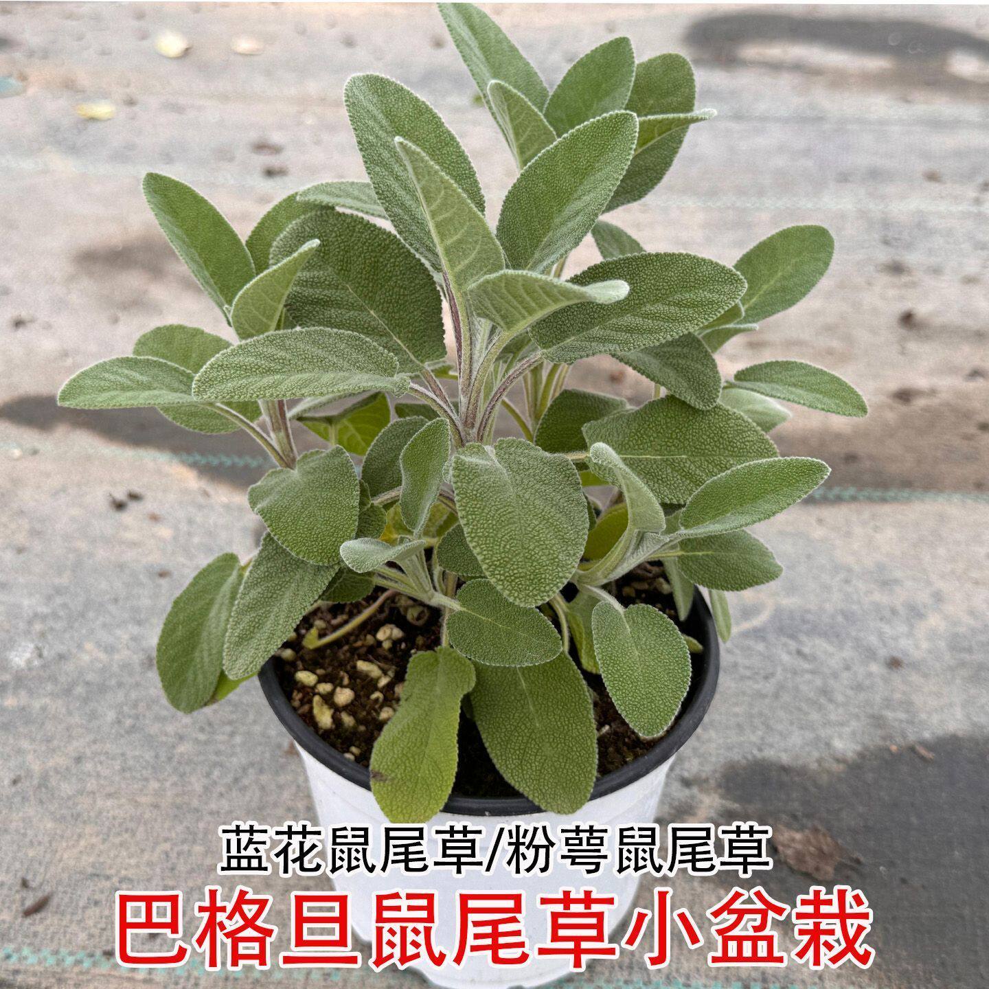 巴格旦鼠尾草盆栽绿植中草药苗芳香薰衣草花卉阳台蓝色粉色鼠尾草