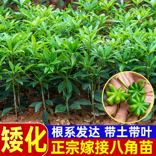 大红八角树苗广西八角苗香料矮化古龙嫁接新鲜罗马大料八角嫁接苗