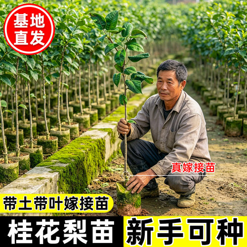 桂花梨树苗带土带叶营养杯