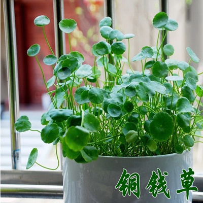 铜钱草水培植物好养花草水培水养铜钱草常青盆栽绿植