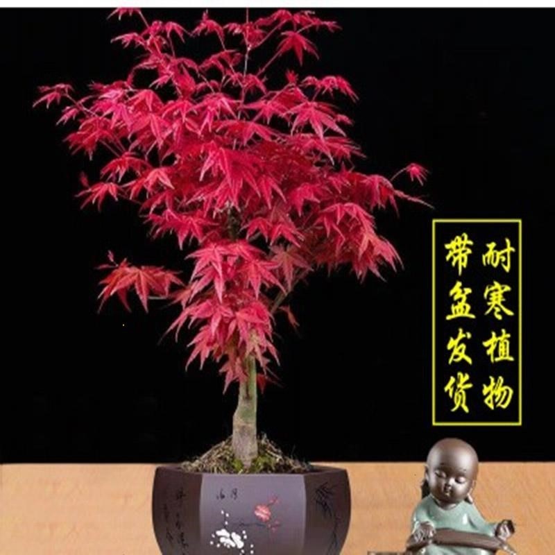 红枫植物矮霸老桩室内四季