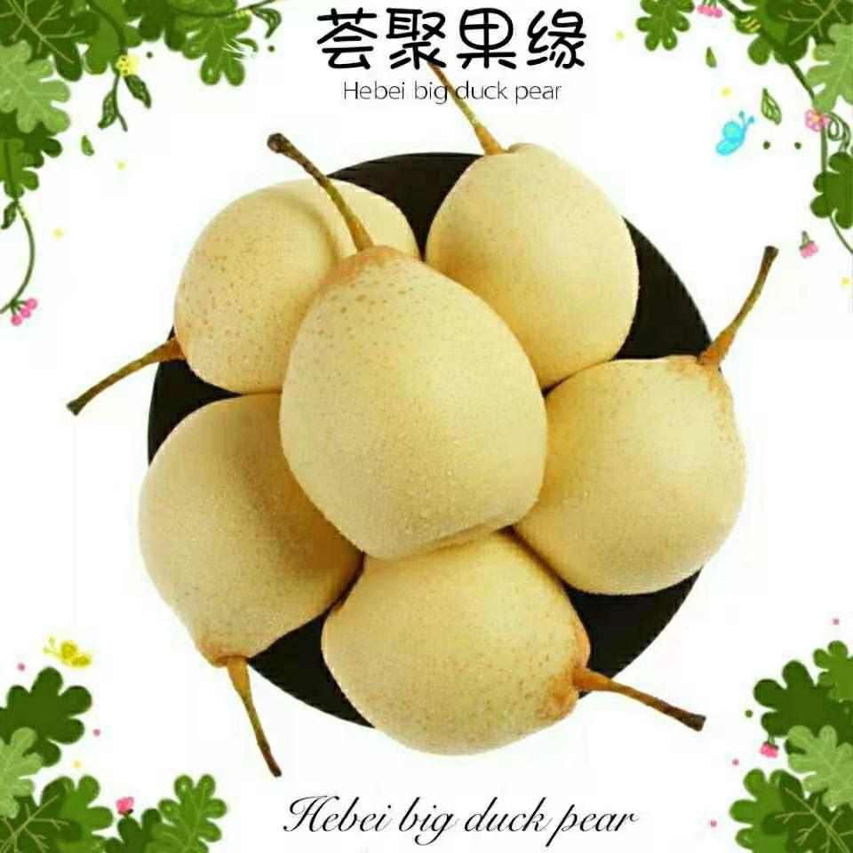 河北正宗鸭梨水晶梨2/5/10斤非