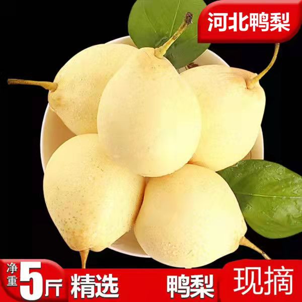 河北正宗鸭梨水晶梨10斤净重包邮非皇冠梨雪梨香梨新鲜梨子2/5斤