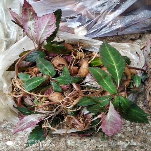 新鲜中草药材搜山虎 贵州苗药野生山洋芋万年巴万年耙万年趴包邮