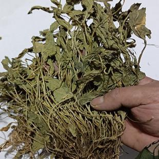 紫花地丁中药材500克 地丁草紫花地丁草药 苦紫草地丁紫华地丁花