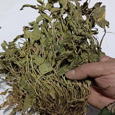 紫花地丁中药材500克 地丁草紫花地丁草药 苦紫草地丁紫华地丁花