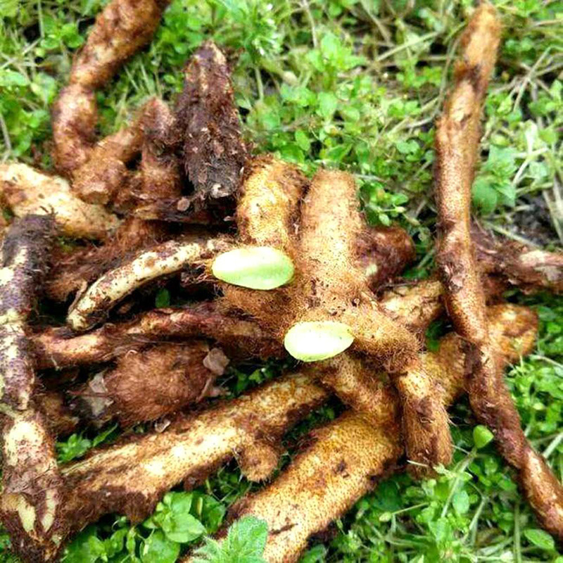 纯野生骨碎补 爬岩姜新鲜现摘石岩姜接骨猴姜 申姜肉碎补500g包邮