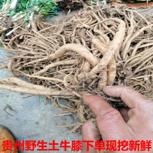 新鲜现挖土牛膝中药材土牛膝 湿的土牛膝扭伤土牛夕倒扣草节骨草