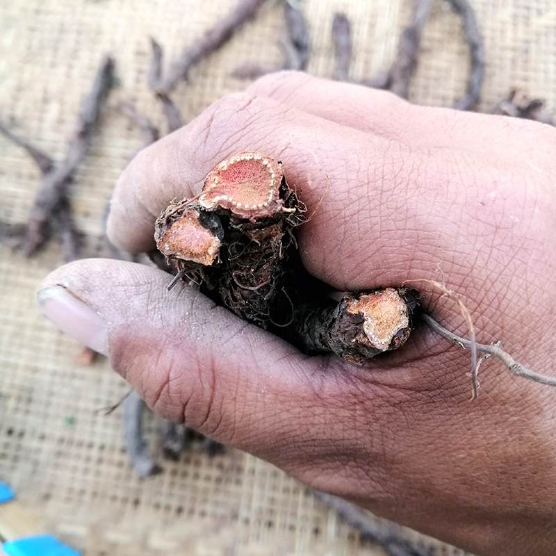 贵州红三七血三七扭子七算盘七九龙盘螺丝三七九节犁雷赶山鞭100g