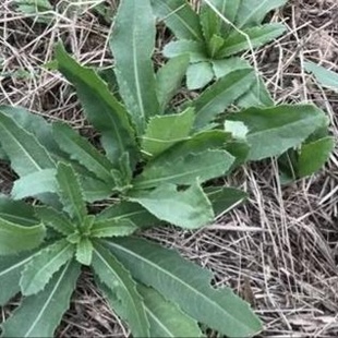 刺儿菜新鲜七七芽野菜野生原生态小蓟纯天然刺刺牙草当季刺菜蓟草