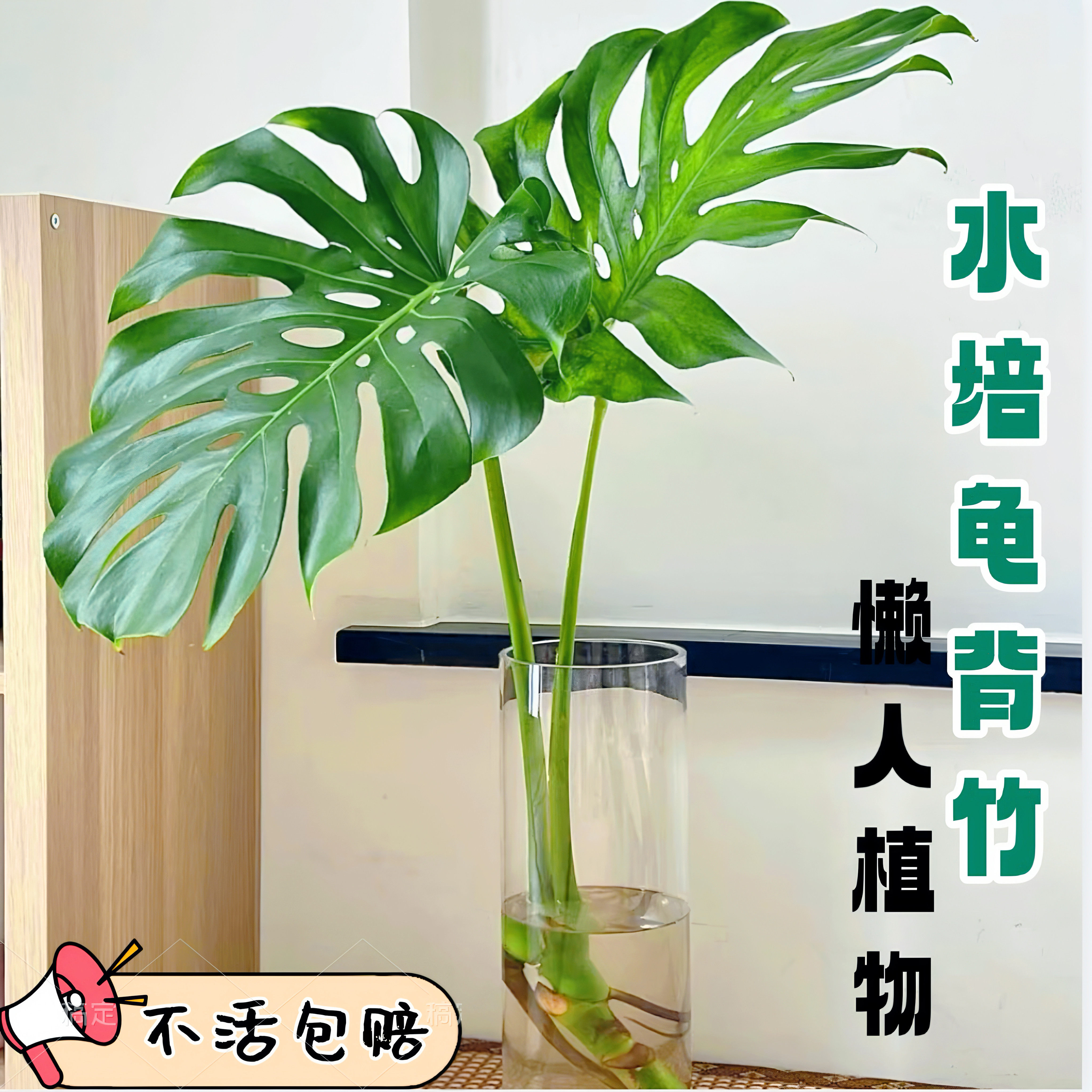 A级龟背竹盆栽水培大号好养绿植图片