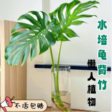 龟背竹盆栽水培大号室内大叶开背老桩大型绿植落地办公室净化空气