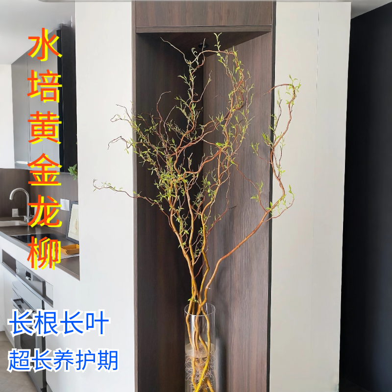 金龙柳鲜切枝水培花卉遇水复活枯木逢春办公室桌面绿植装饰