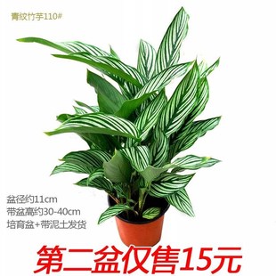 青纹竹芋盆栽彩叶高档植物桌面客厅书房花卉常青净化空气
