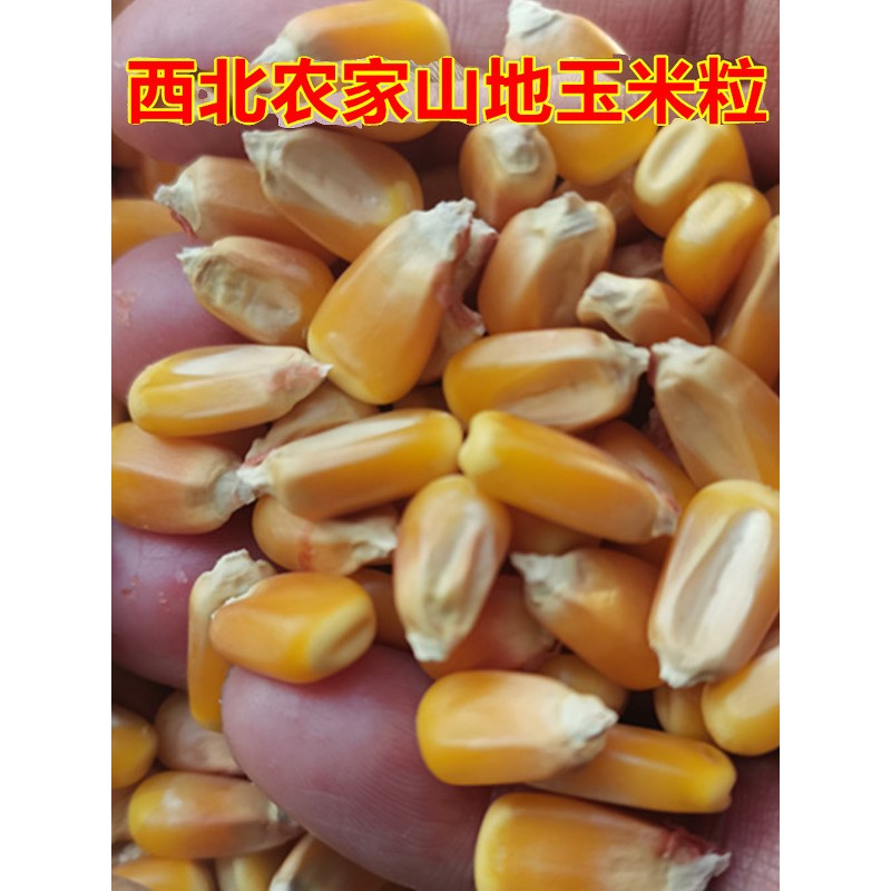 农家新鲜干玉米粒食用老笨苞谷籽五谷杂粮粗粮磨面玉米碴非转基因