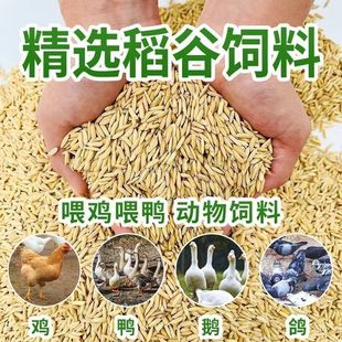 稻谷喂鸡清仓甩货便宜批发农家稻谷带壳谷子水稻稻子喂鸡鸭鹅鸽子