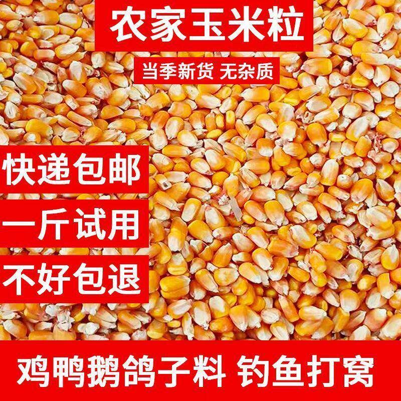 25粮食农家优质玉米粒养鸡鸭鹅鸽子家禽养殖饲料钓鱼打窝原料