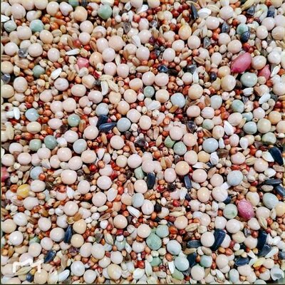 鸽子食粮鸽粮五斤无玉米20斤鸽子粮玉米营养饲料鸟食信鸽观赏鸽幼