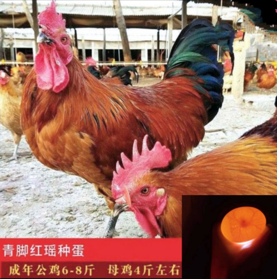 青脚红瑶鸡种蛋可孵小鸡农家散养鸡快大型鸡种蛋人工授精10枚包邮