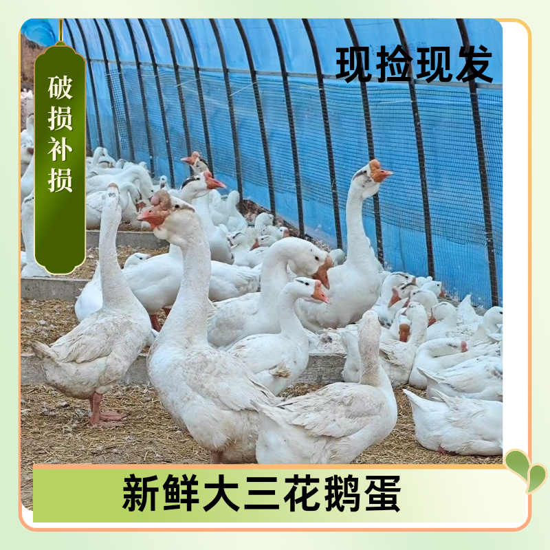 大三花鹅蛋，可以孵化可以食用