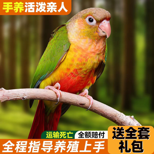 小太阳鹦鹉活鸟家养宠物小鸟中小型会说话手养鹦鹉亲人粘人