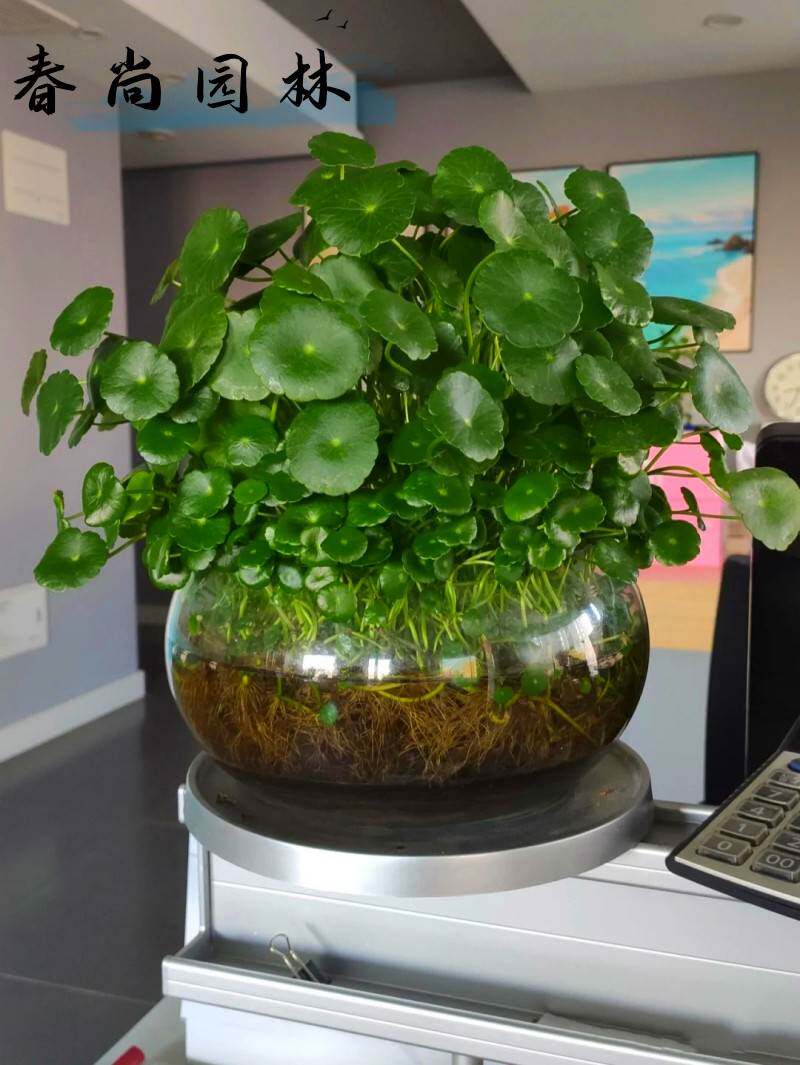 铜钱草水培植物室内盆栽客厅办公桌面金钱草水养植物好养花卉绿植